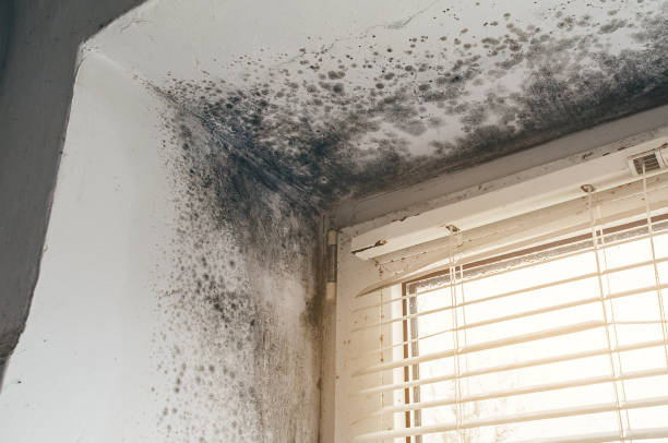 Affordable Mold Inspection And Testing solutions in Universal City, TX